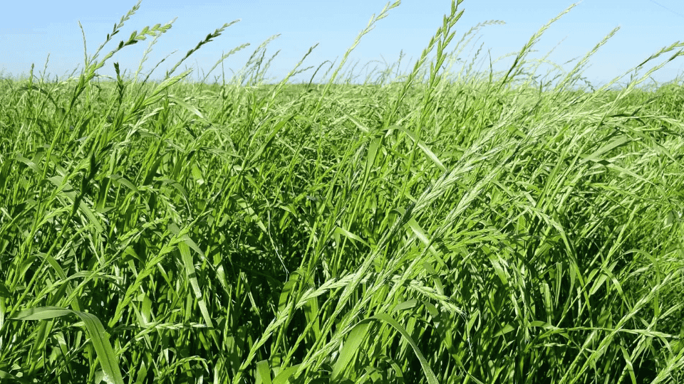 Foraggi autunno-vernini